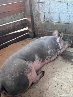 porc pietrain belgian 