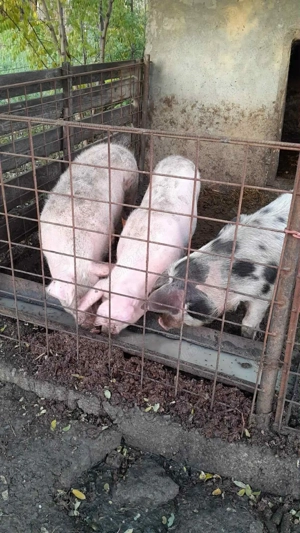Porci de vanzare - imagine 3