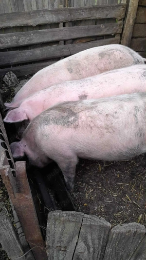 Porci de vanzare - imagine 2
