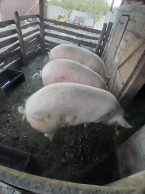 !!!!Vand porci!!! - imagine 4