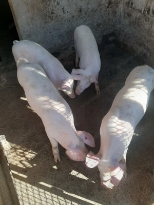 Vând burlinci - imagine 3