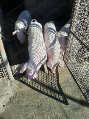 Vând burlinci - imagine 2