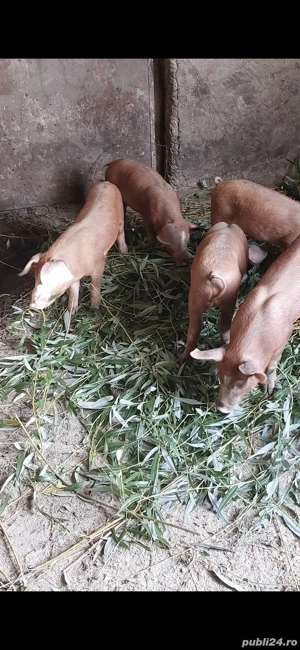 Vand porci Duroc  - imagine 2