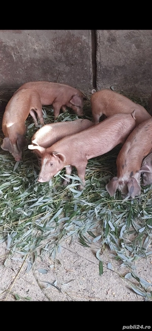 Vand porci Duroc