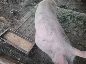 !!!Vand purcea!!! - imagine 3