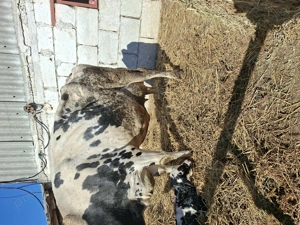 Vând vaci  - imagine 3