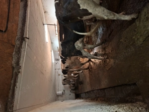 Vând vaci  - imagine 2