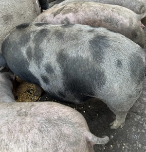 Porci rasa Marele Alb de vanzare - imagine 5