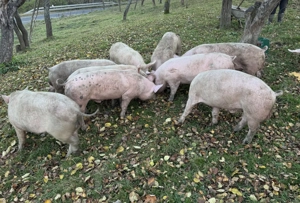 Porci rasa Marele Alb de vanzare