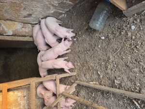 Purcei landrace de vanzare - imagine 2