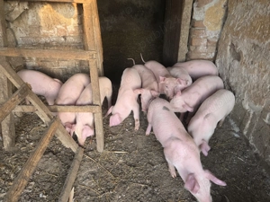 Purcei landrace de vanzare