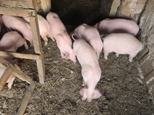 Purcei landrace de vanzare - imagine 3