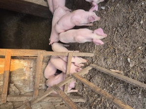 Purcei landrace de vanzare - imagine 4