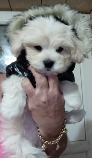 Bichon havanese toy căutăm o nouă căsuța!! - imagine 10