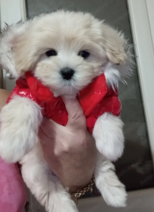 Bichon havanese toy căutăm o nouă căsuța!! - imagine 5