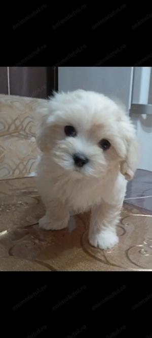 Bichon havanese toy căutăm o nouă căsuța!! - imagine 7