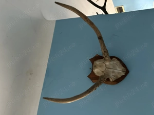 Coarne cerbi, caprioare , diverite dimensiuni !