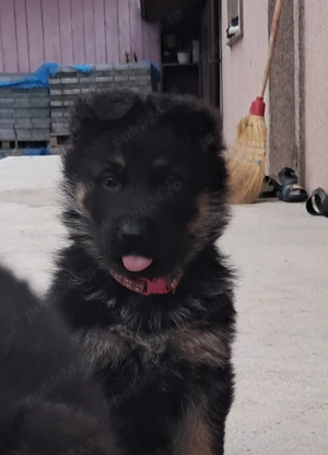 Cățelușă Ciobanesc german - imagine 3