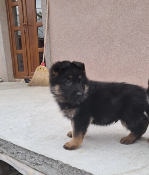 Cățelușă Ciobanesc german - imagine 2