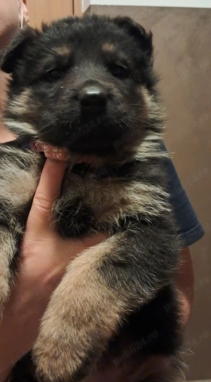 Cățelușă Ciobanesc german - imagine 7