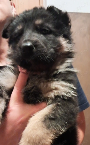 Cățelușă Ciobanesc german - imagine 6