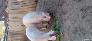vand porci pentru sarbatori ....rog seriozitate - imagine 3