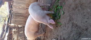 vand porci pentru sarbatori ....rog seriozitate - imagine 5