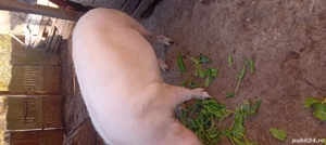 vand porci pentru sarbatori ....rog seriozitate - imagine 4