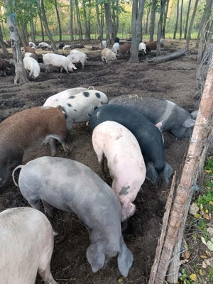 Vand porci pentru Craciun