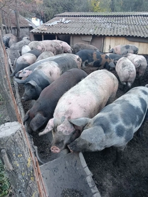 Vand porci pentru Craciun - imagine 2