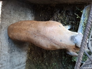 vand sau schimb cu cal sau oi