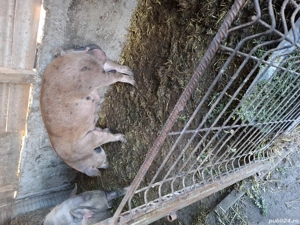 vand sau schimb cu cal sau oi - imagine 3