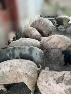 Porci rasa Marele Alb de vanzare - imagine 3