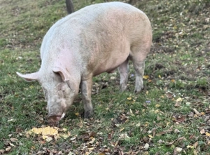 Porci rasa Marele Alb de vanzare