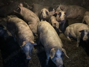 Porci rasa Marele Alb de vanzare - imagine 4