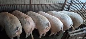  porci de sacrificat  - imagine 3