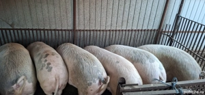  porci de sacrificat  - imagine 2