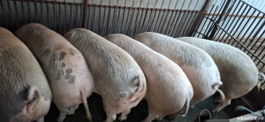  porci de sacrificat  - imagine 4