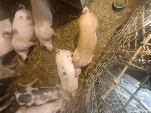 Vând  purcei pietran  - imagine 3