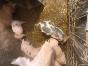 Vând  purcei pietran 