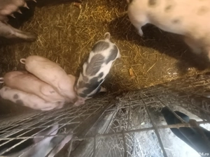 Vând  purcei pietran  - imagine 2