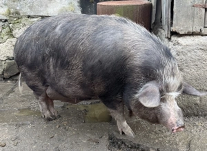 Porci rasa Marele Alb de vanzare - imagine 3