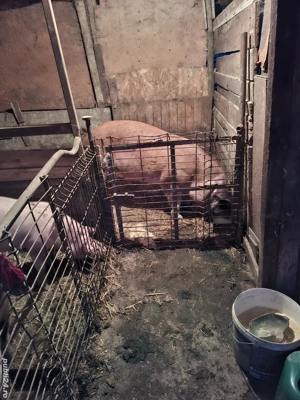 vand sau schimb cu cal sau oi - imagine 2