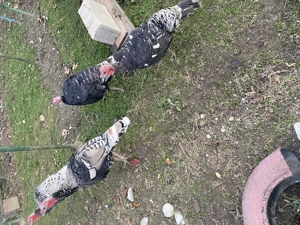 Curcani tineri, de anul acesta - imagine 3