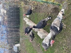 Curcani tineri, de anul acesta - imagine 2