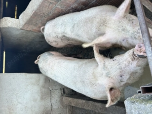 Porci de vânzare     - imagine 2