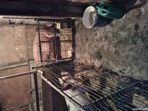 vand sau schimb cu cal sau oi - imagine 5