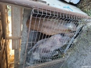 vand sau schimb cu cal sau oi - imagine 4