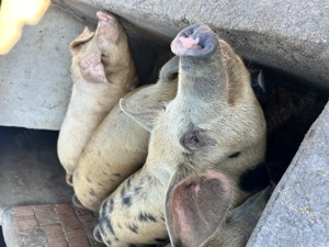 Porci de vânzare     - imagine 3