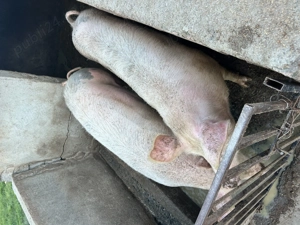 Porci de vânzare     - imagine 4